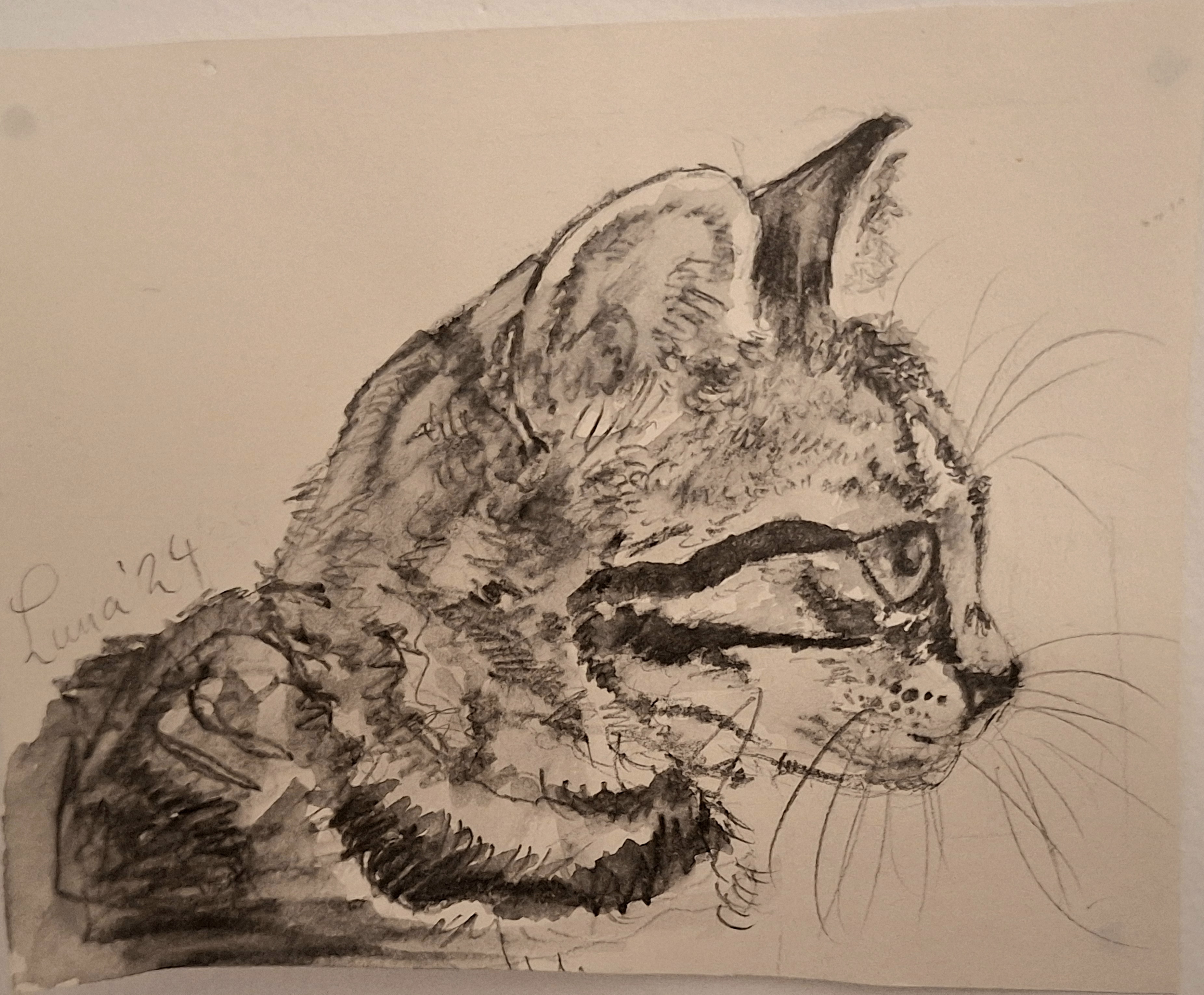 Ink and wash sketch of a cat's head in profile, ears alert and whiskers fanned out